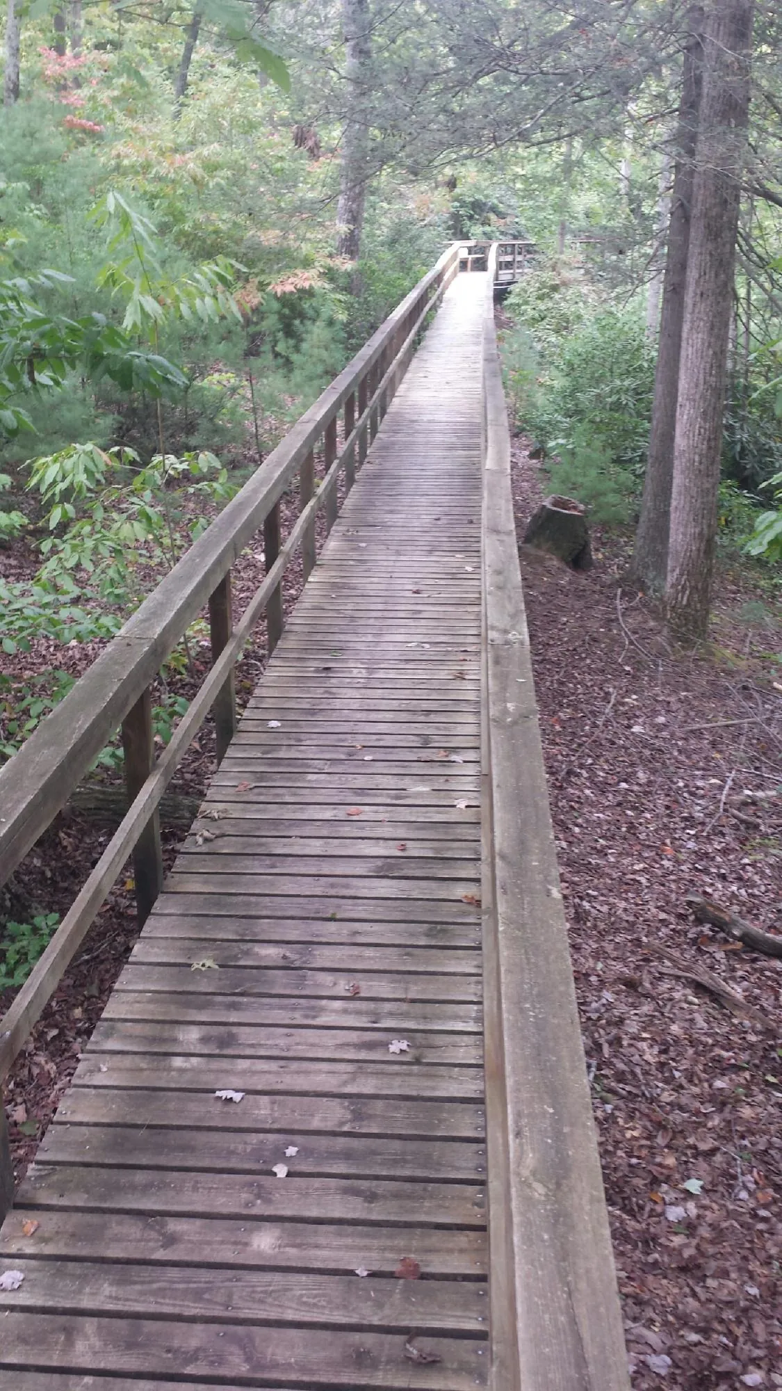Long wood walkway with handrails built through the woods in Robins